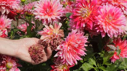 person deadheading pink dahlias in a garden border