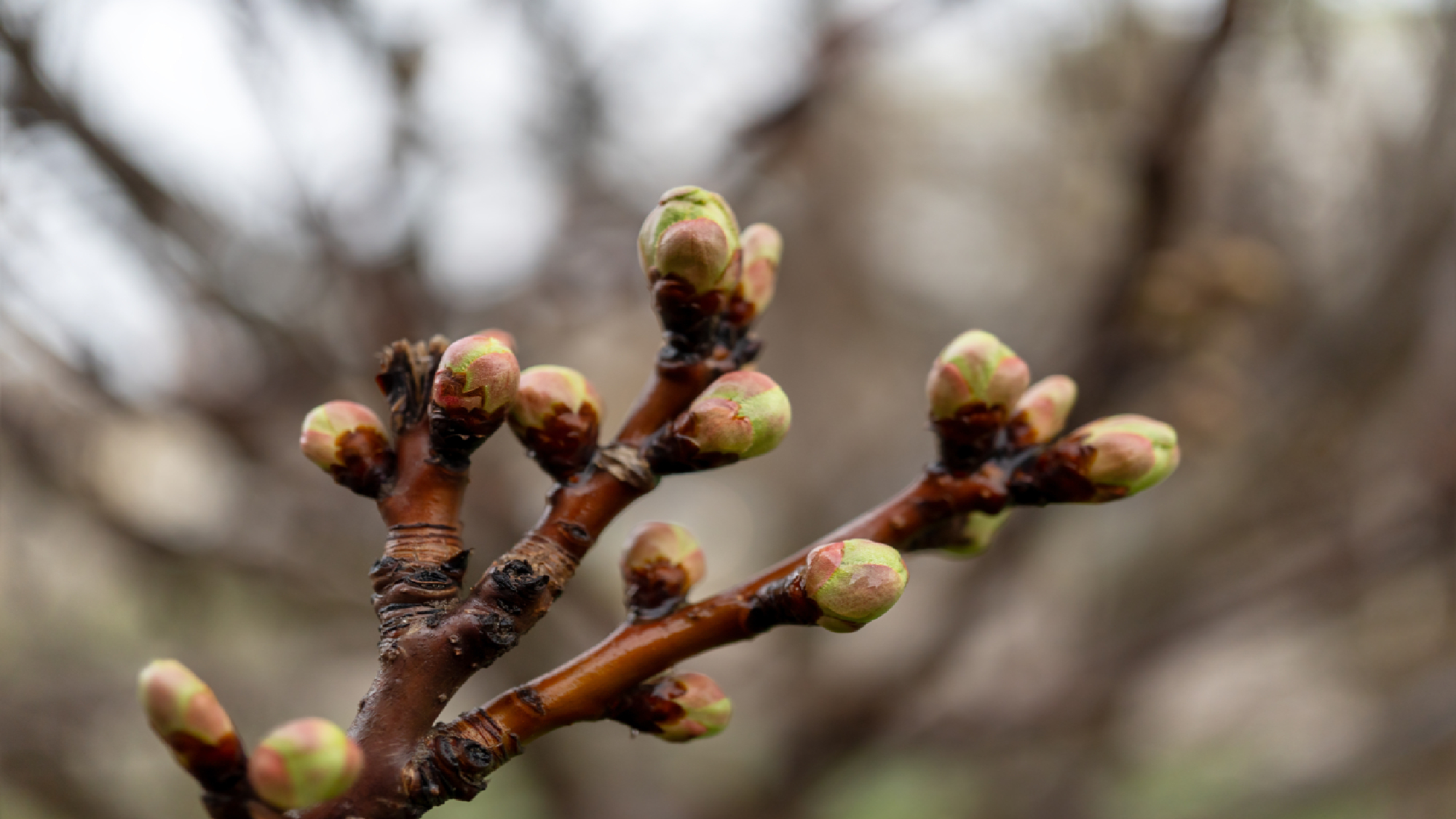 Fruit tree budding in winter
