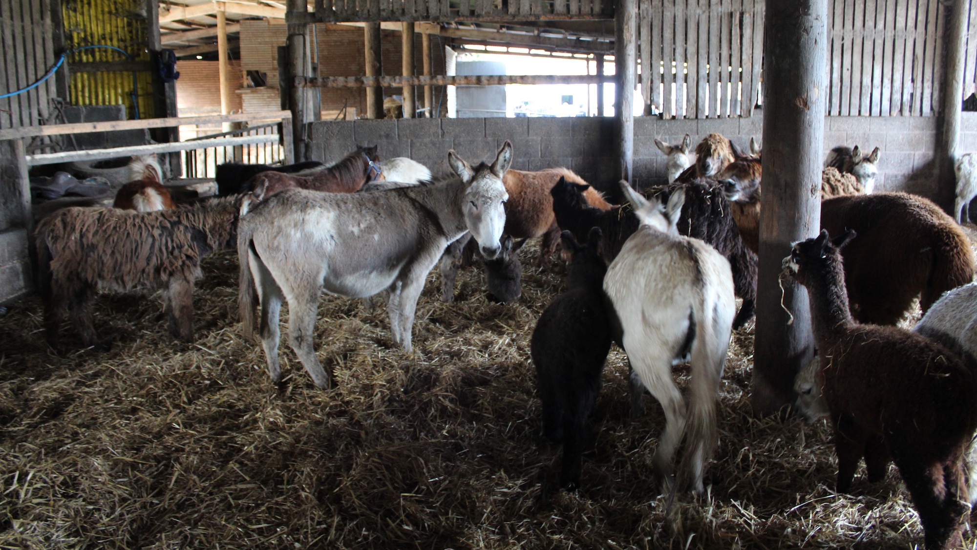 donkeys2