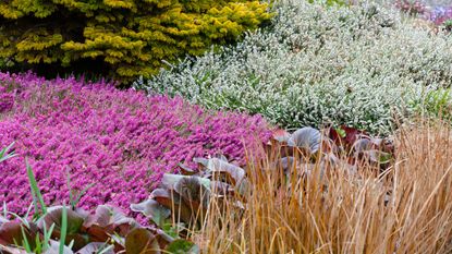 Winter plant association with conifer and heathers 