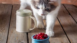 cat looking at a cup of cranberries