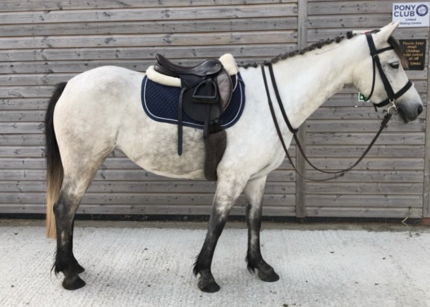 Connemara ponies for sale