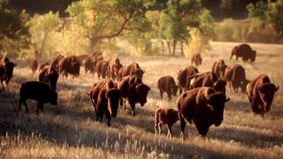 Migrating bison herd, South Dakota, USA