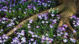 Tree roots surrounded by grass and purple flowers