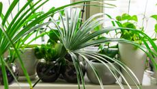 Tropical houseplants in a white wall room on a windowsill 