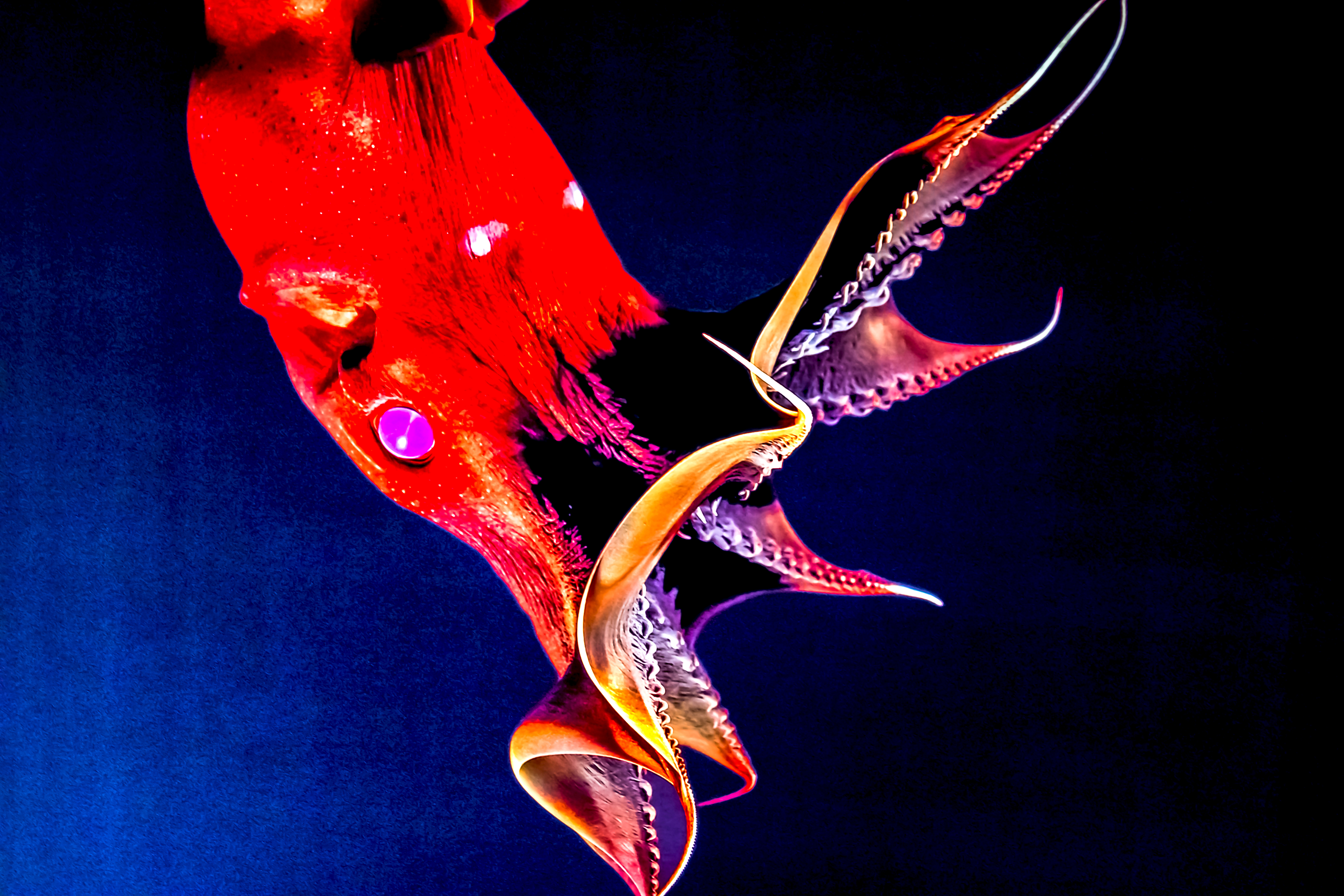 A red vampire squid.
