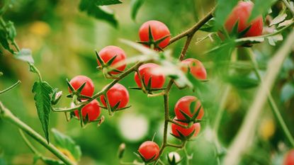 Cherry tomatoes in garden