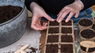 Compost in seed pots