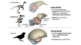 This chart shows that the dinosaur-age birds Archeopteryx and Ichthyornis had brain shapes more similar to dinosaurs than to those of living birds. Living birds have unique brain structures, including a large cerebrum, a feature that likely helped their ancestors survive the mass extinction.