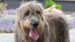 Irish Wolfhound