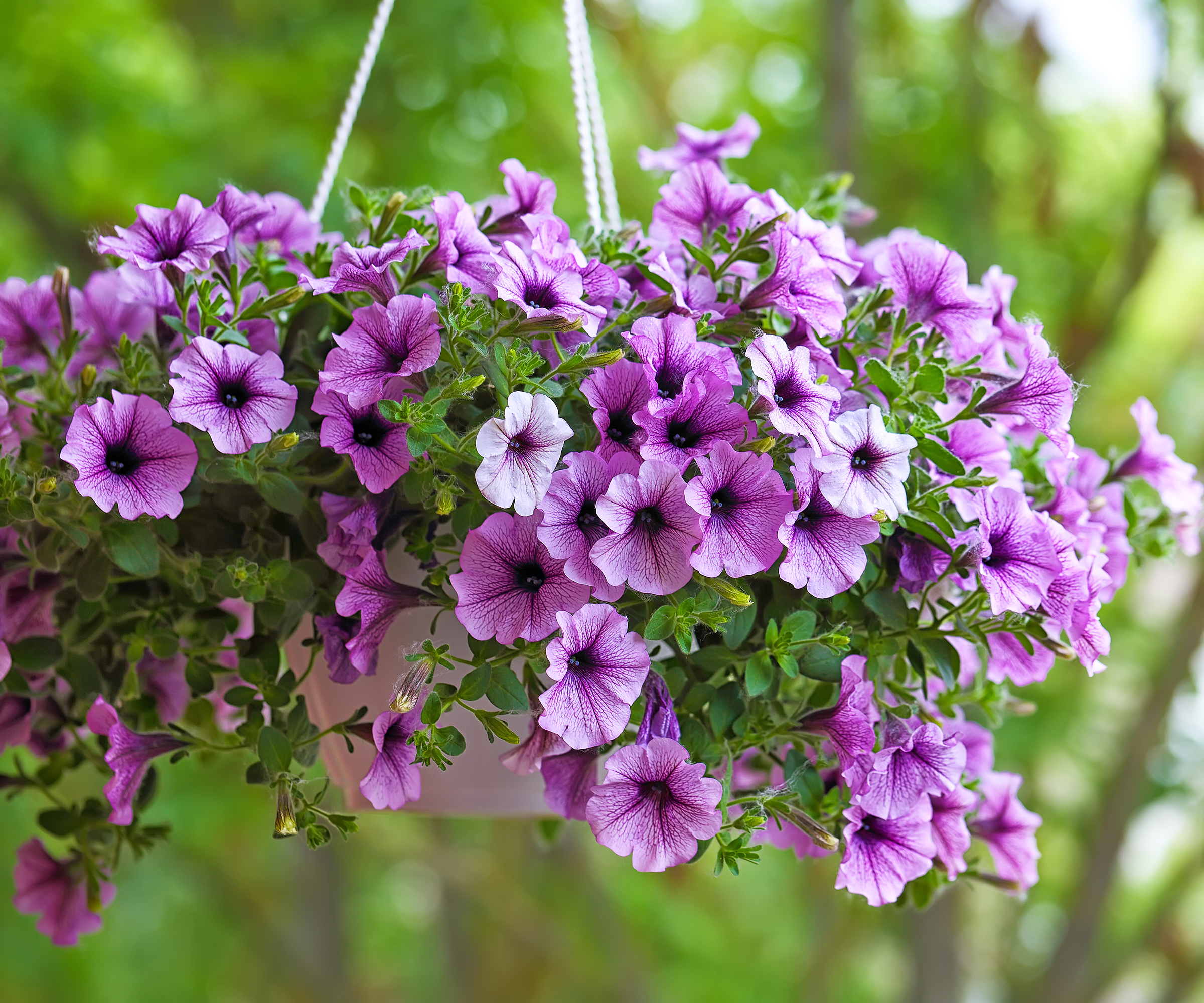 Purple petunia flowers in hanging basket