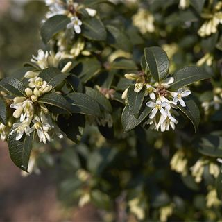 Burkwood Osmanthus