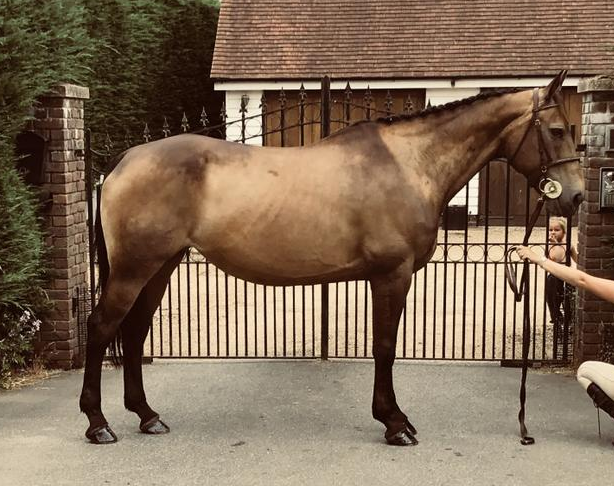 dun horses for sale