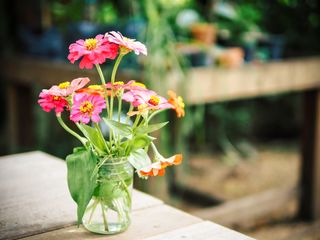 how to grow zinnias GettyImages-938788066