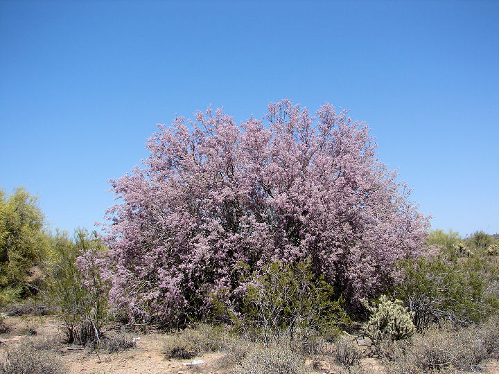 Flowering Beauty Photos Of Desert Ironwood Trees Live Science