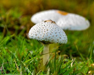 Mushrooms growing in grass