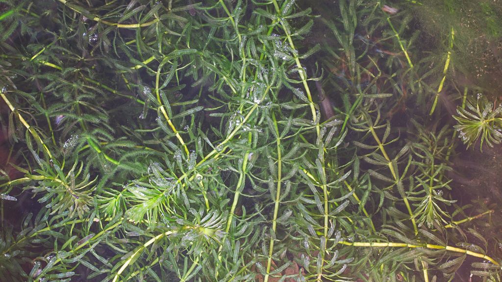 Hydrilla