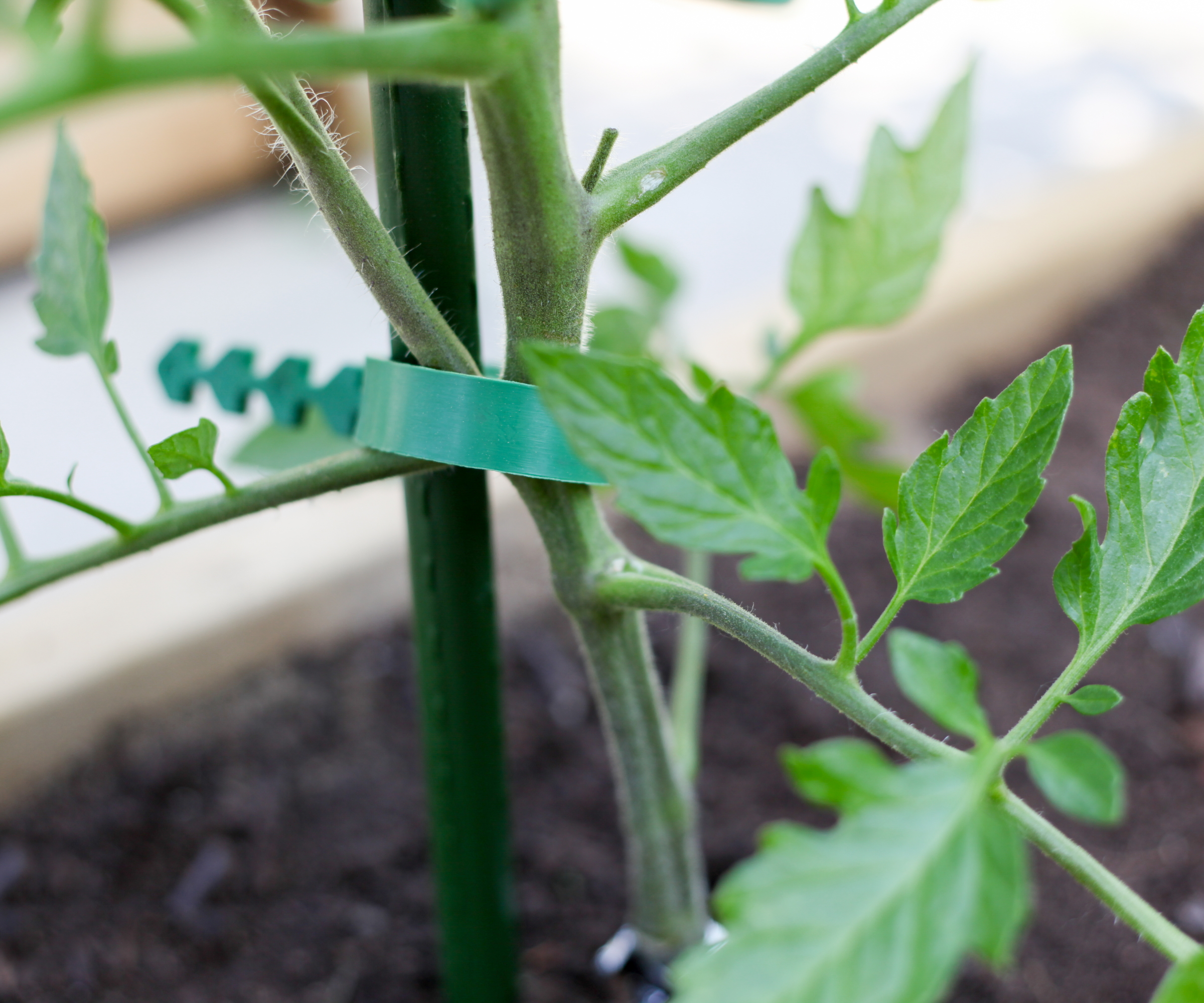 A tomato plant is supported with a green, plastic tie