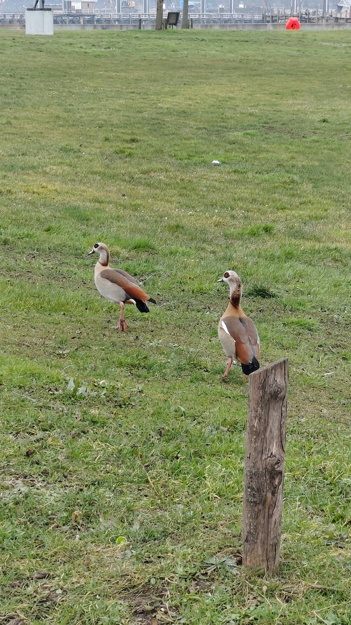 Redmi Note 14 Pro Plus voorbeeldfoto