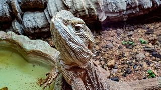 Bearded dragon