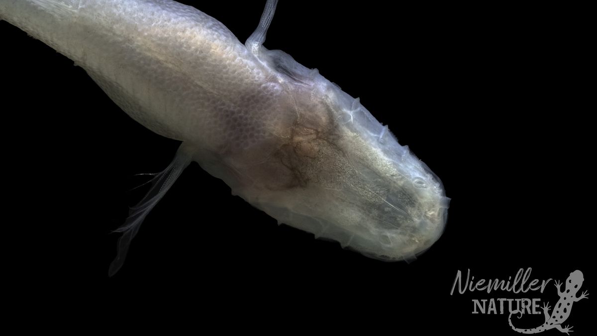 'Demon cavefish' discovered under WWII chemical weapons facility in Alabama