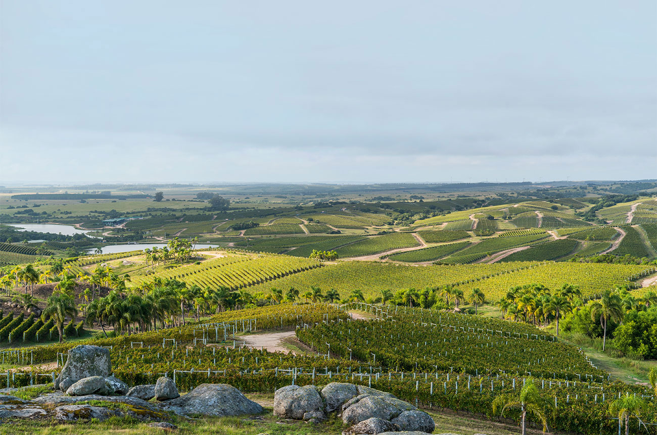 Bodega Garzon, Uruguay wines