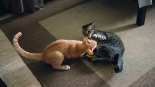 Two cats fighting