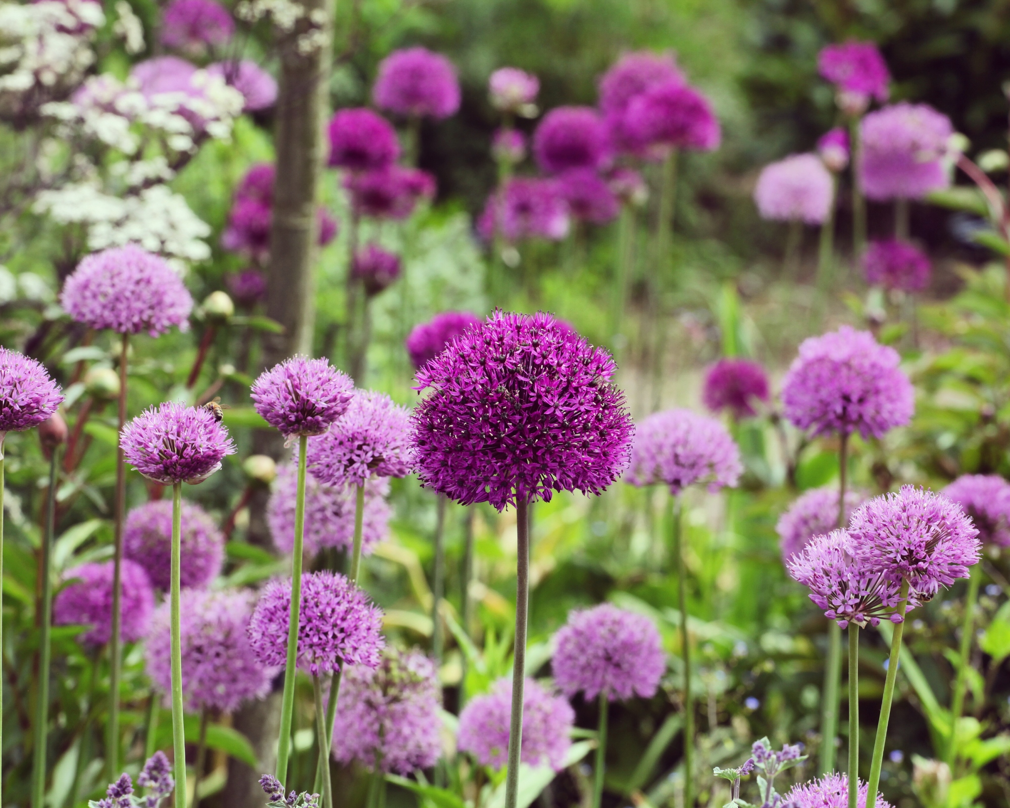 Allium, ornamental onion 'Purple Sensation' in flower