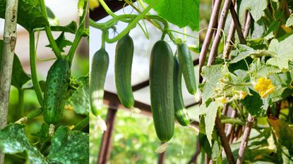 how to grow cucumbers vertically