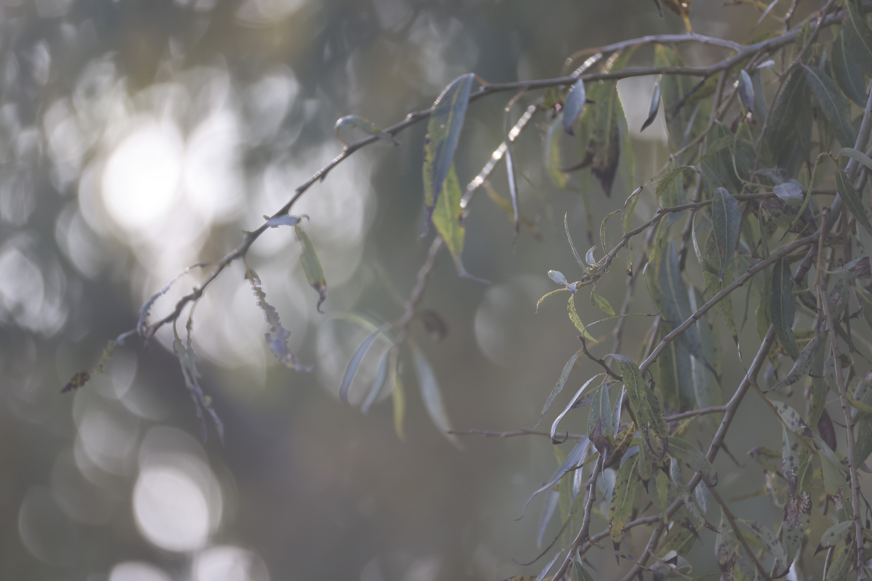 Backlit tree leaves and shallow depth of field and bokeh, taken with the Canon RF 200-800mm F6.3-9 lens at its telephoto setting