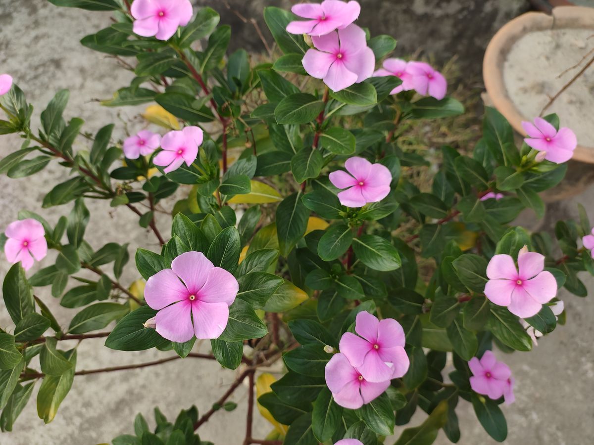 RedMagic 7 phone camera sample