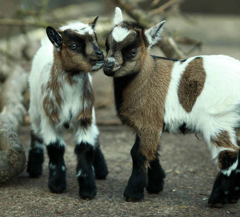 Twin African pygmy goat kids born at Belfast Zoo