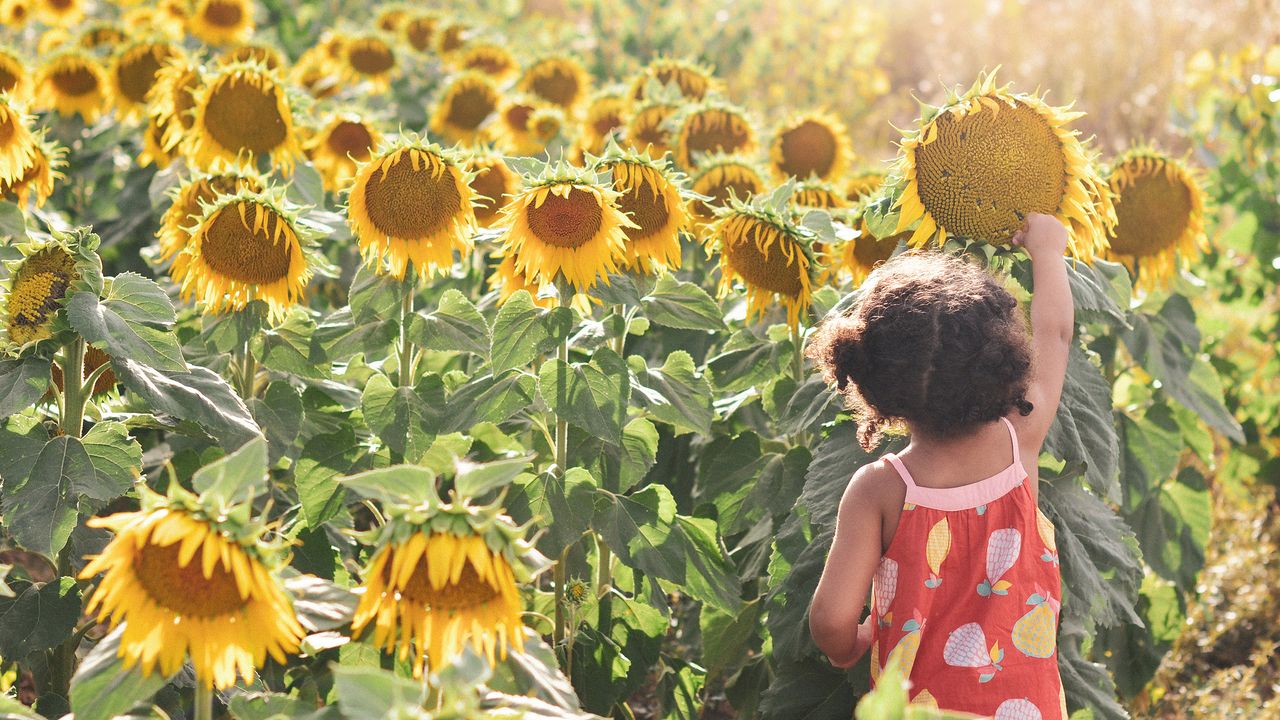 Girl in a field of sunflowers picking seeds