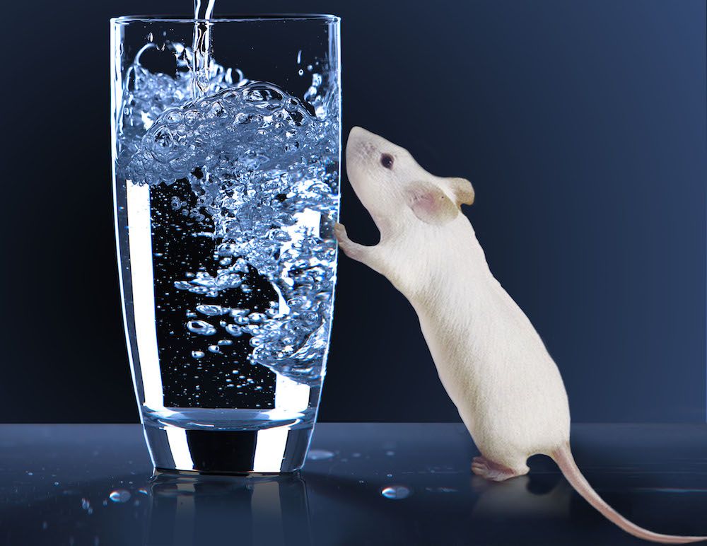 mouse with glass of water