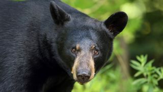 A photo of a black bear's face looking at the camera in Ontario, Canada.