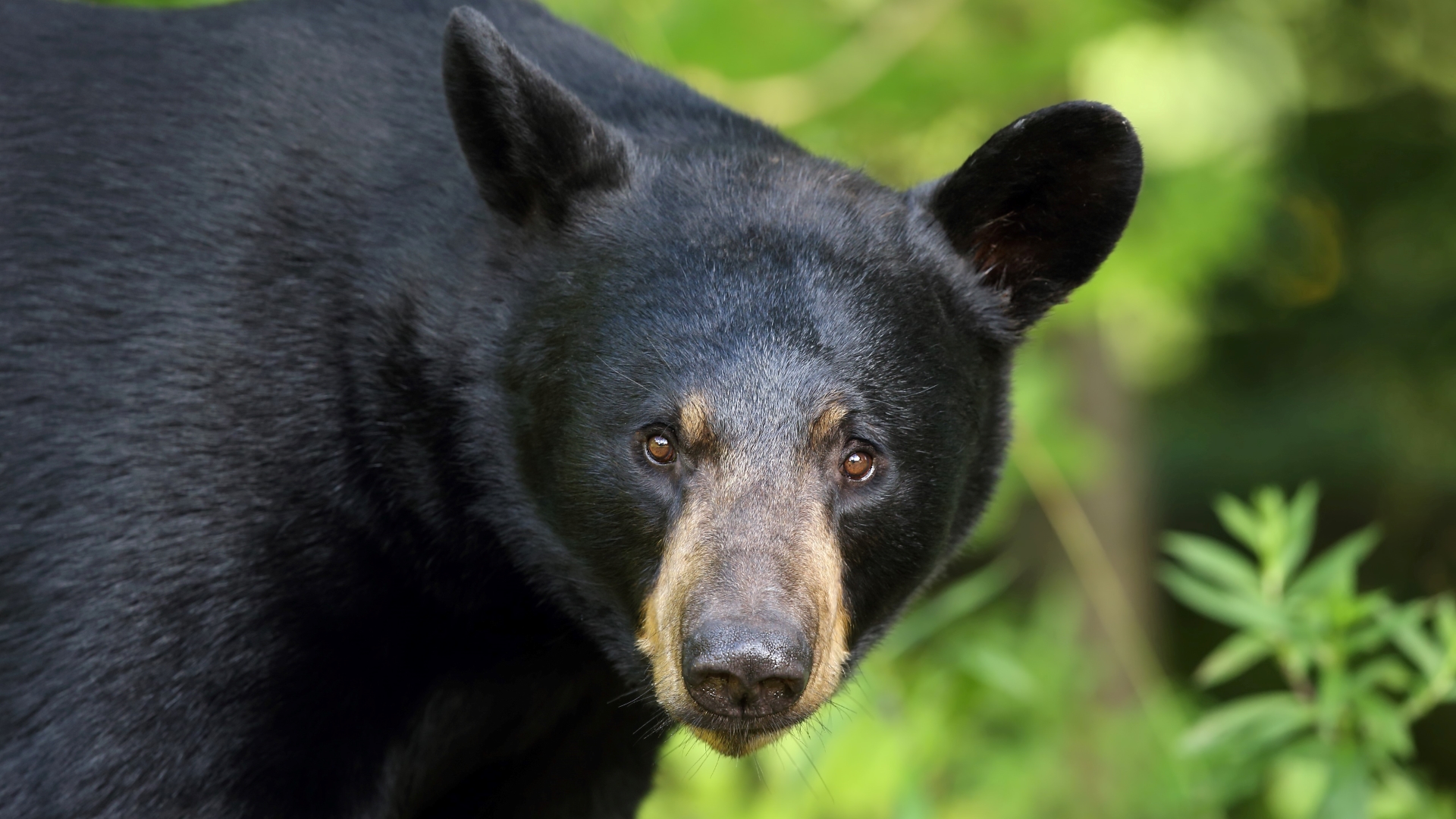 American Black Bear (U.S. National Park Service)