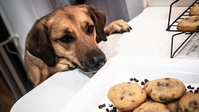 Eight hidden dangers for dogs at home that all owners should know about ...