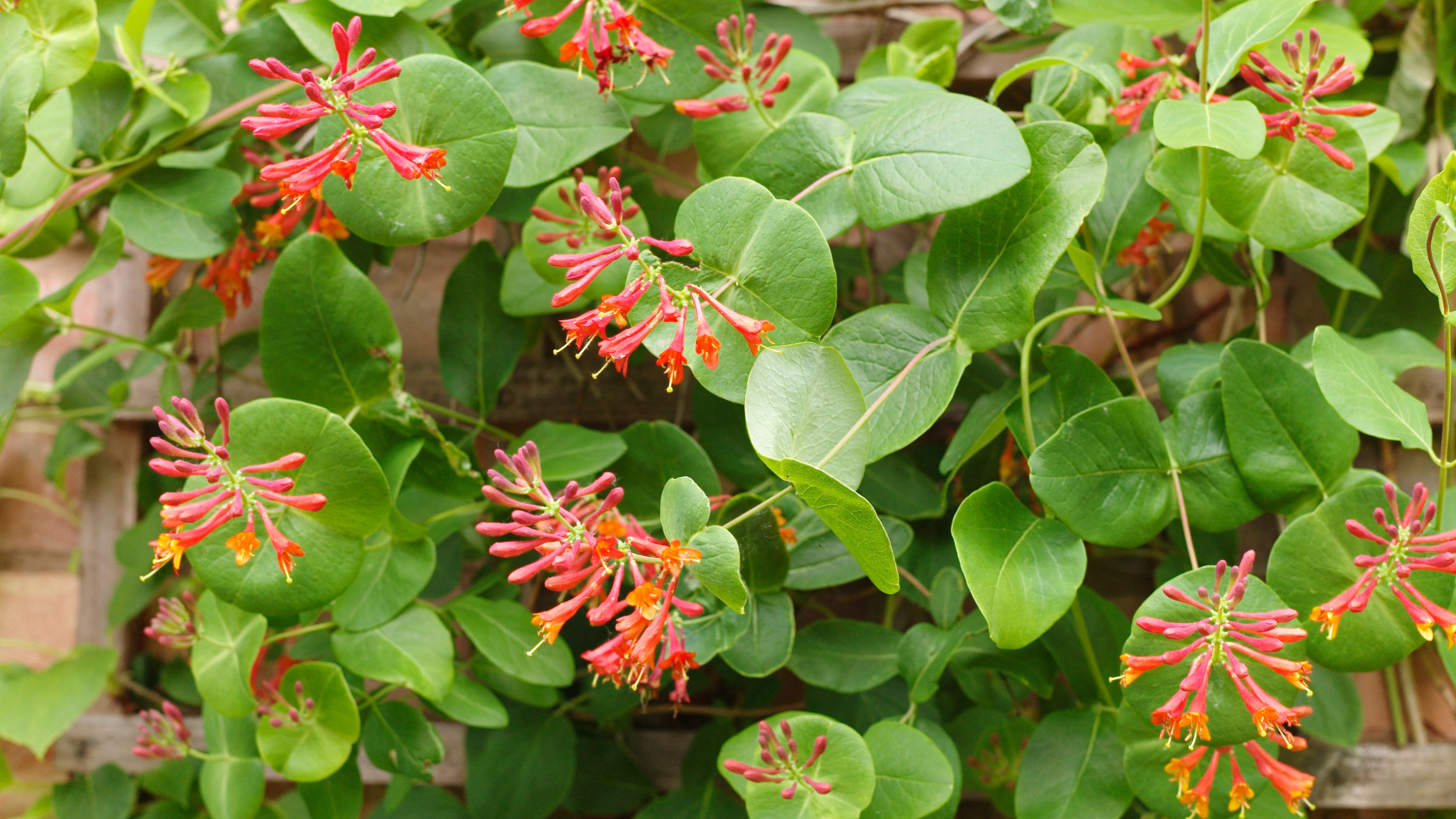 Coral honeysuckle growing on exterior brick wall