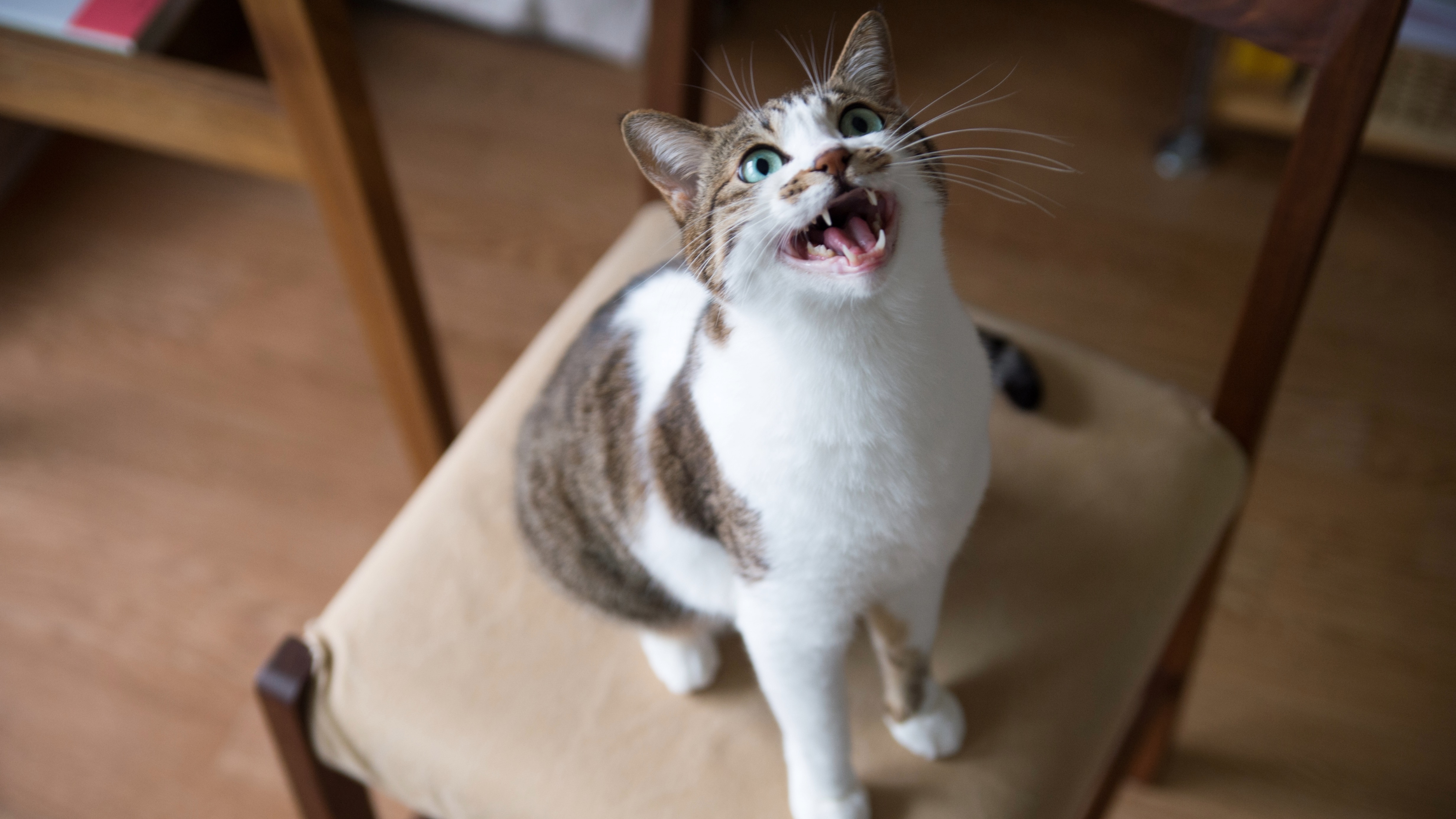 Cat sat on chair looking up at camera and meowing