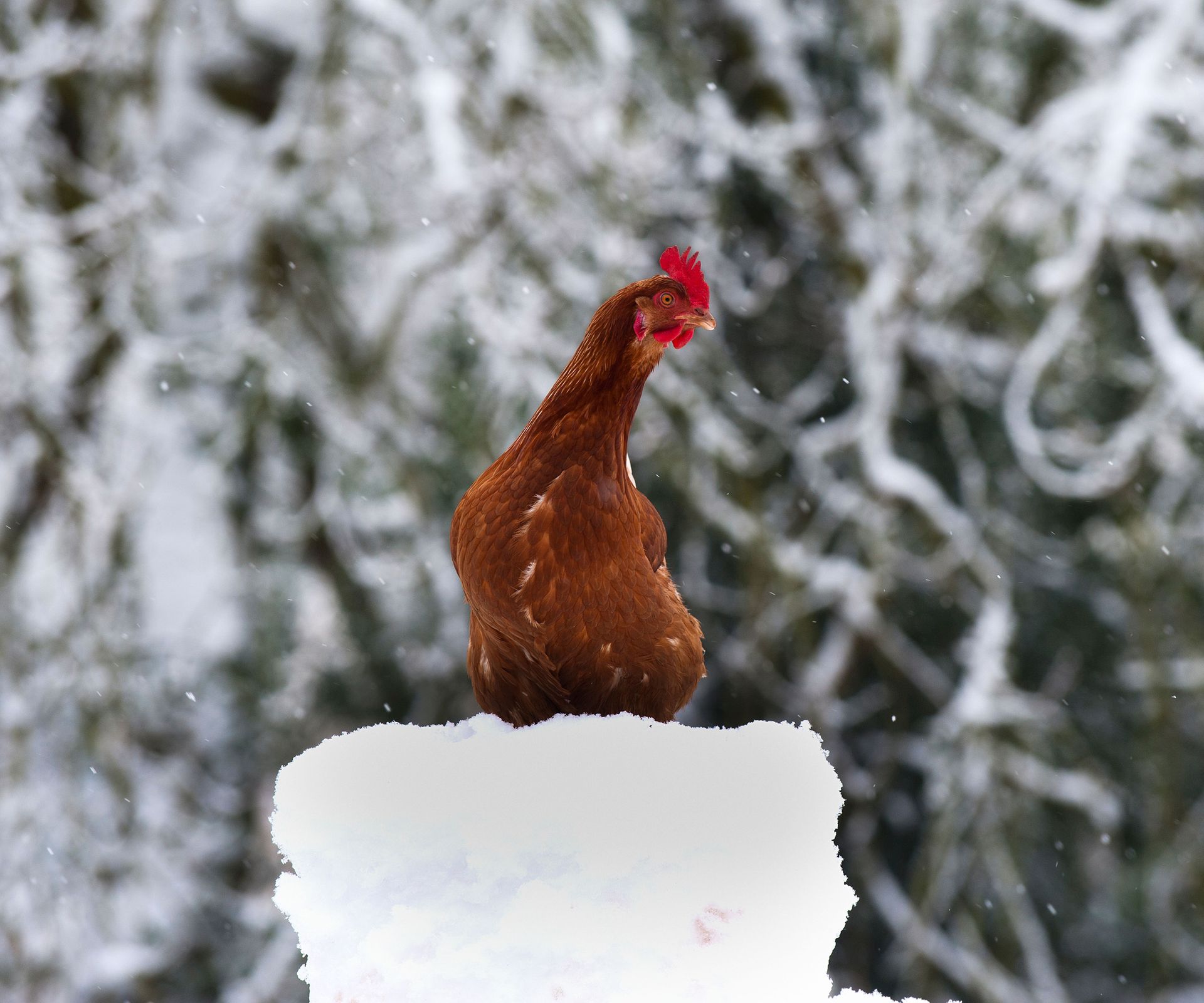 Chicken standing on a snow covered stump in winter