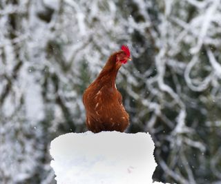 Chicken standing on a snow covered stump in winter