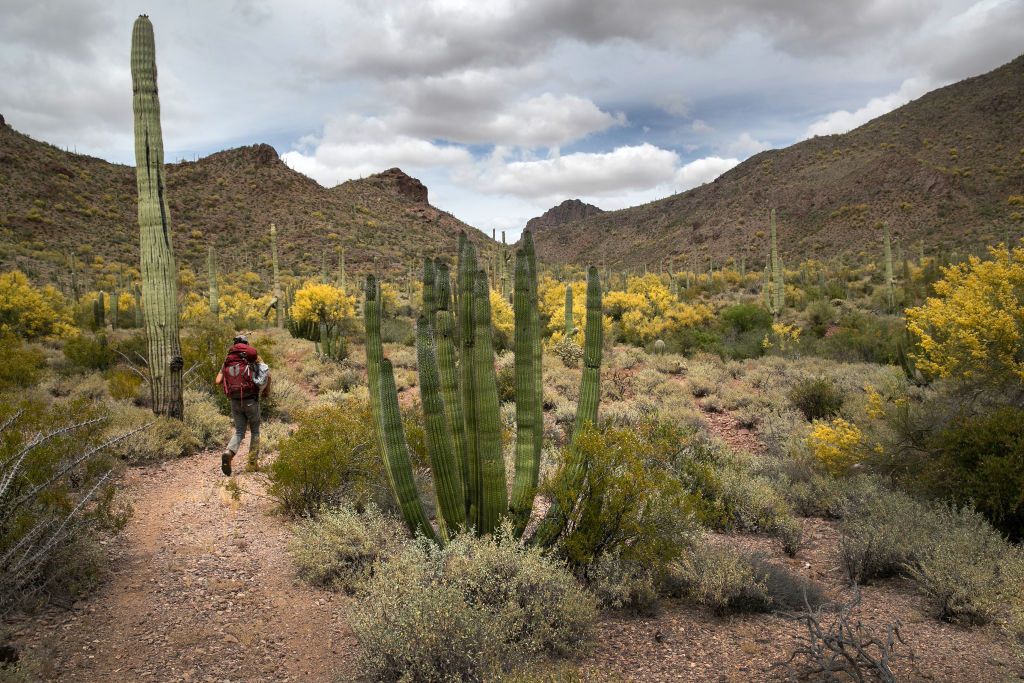 Organ Pipe Cactus National Monument