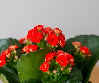 Kalanchoe with red flowers