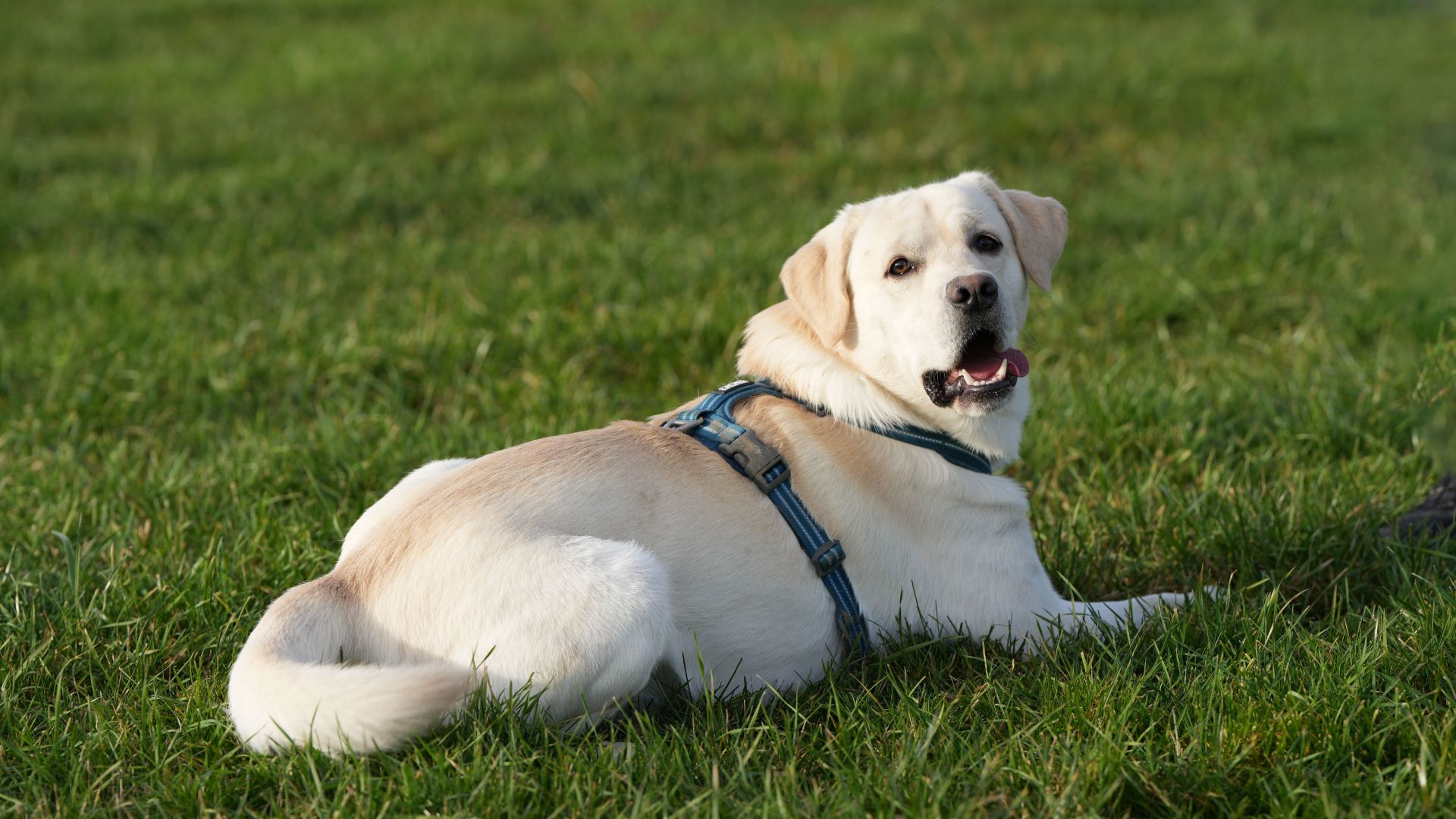 yellow labrador retriever lying on the grass wearing a harness