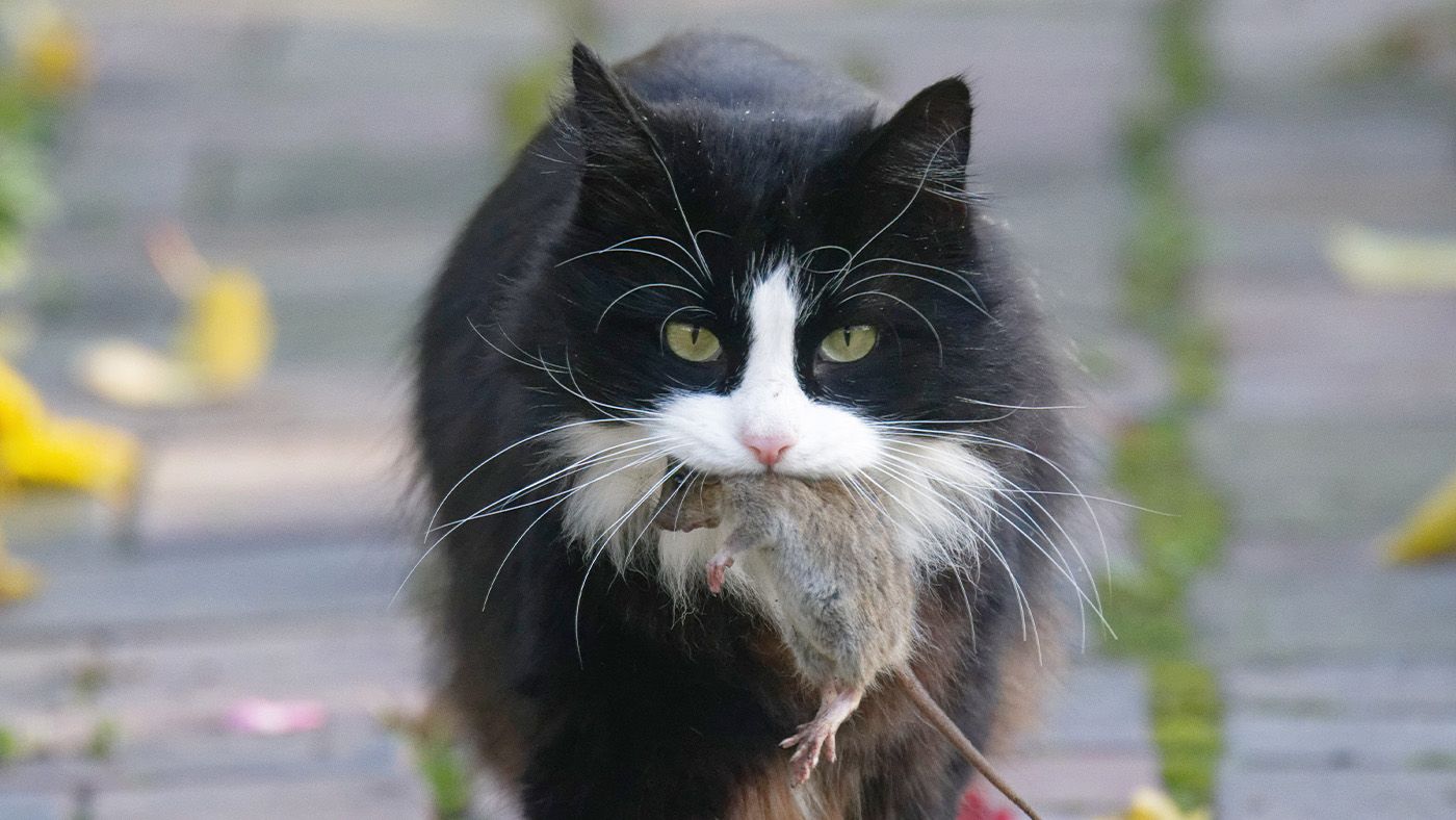 Florida cat helps scientists discover a new virus strain