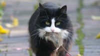 Cat carrying dead mouse in its mouth
