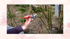  picture of woman pruning rose bush before it's bloomed