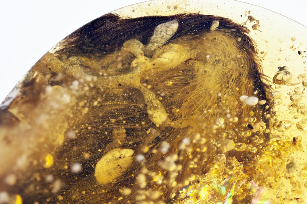 Mummified Bird Wings
