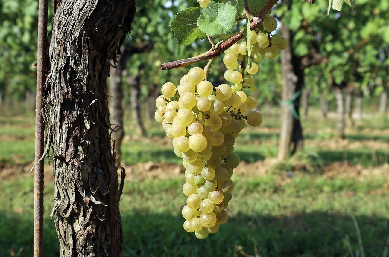 ‘What if Friulano’s true vocation was not as a monovariety at all, but as a component in a blend of local grapes?’