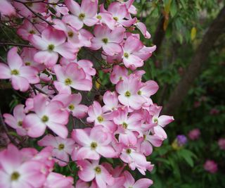 Pink dogwood flowers